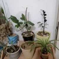 گل اپارتمانی|گل و گیاه طبیعی|چهاردانگه (تهران), |دیوار