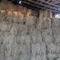 کلوش کاه برنج تازه سفید بسته بزرگ