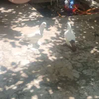 فروش دو عدد کبوتر