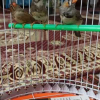 فنج مولد معاوضه|پرنده|تبریز, |دیوار