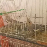 تعدادی عروس هلندی و کوتوله برزیلی  ..