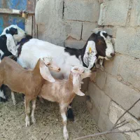 بز دورگ باکره نر