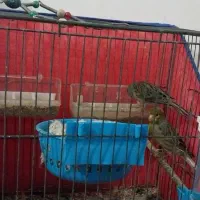 جفت نر و ماده