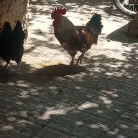 خروس