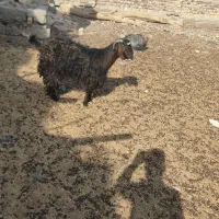 کره نون خور ارد خور