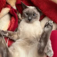 گربه  گمشده محدوده جانبازان