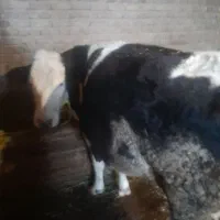 گاو|حیوانات مزرعه|نوشین شهر, |دیوار