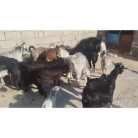 بز که دار ابستن