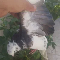 کبو تر غریب