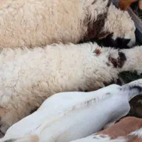 گوسفند و کهره و بز و بره