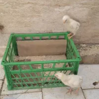 جوجه مرغ