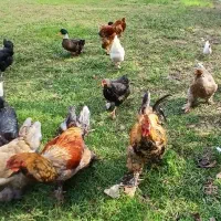 مرغ خروس جوجه اردک