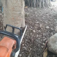 قطع و خرید چوب باغی مرکبات و غیره