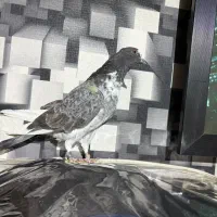 کبوتر گرفتنی نشون دار شماره دار