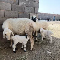 سه عدد میش