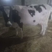 گاو پر شیر باگوساله سیمینتال نر بزرگ|حیوانات مزرعه|ماهنشان, |دیوار