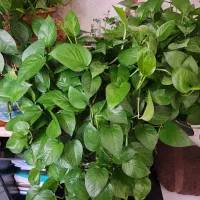 پتوس سبز بسیار پرپشت و شاداب با گلدان
