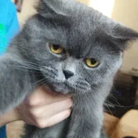 جفتگیری گربه ماده