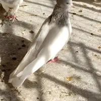 دوتا ماده کله ای|پرنده|قم, شهرک فاطمیه|دیوار