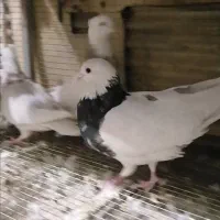 دو جفت نر وماده طوقی