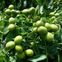 گردوتازه