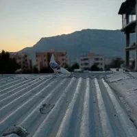 دو پرنده پرشتی|پرنده|خرمآباد, |دیوار