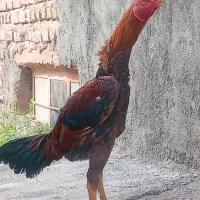 مرغ خروس لاری