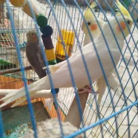 عروس هلندی|پرنده|خرمشهر, |دیوار