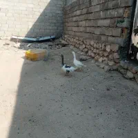 غاز اصیل