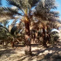 نخل فضا سبز و پاجوش انواع نخل مجول|خدمات باغبانی و درختکاری|شیراز, ارم|دیوار