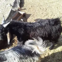 تعداد۴۳بزغاله فروش|حیوانات مزرعه|آبدانان, |دیوار