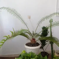 گل سیکاس|گل و گیاه طبیعی|آستانه اشرفیه, |دیوار