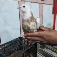 جوجه طوق زرد|پرنده|گتوند, |دیوار