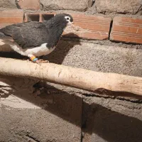 فروش کبوتر|پرنده|خسروشاه, |دیوار