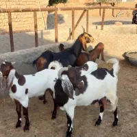 ۲راس بز
