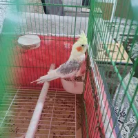 یک جفت عروس هلندی سالم و سر حال|پرنده|شیراز, ریاستی|دیوار