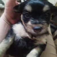 توله سگ پا کوتاه بسیار خوشگل