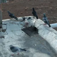 4 عدد کفتر  سوسکی و قوری و پولکی و زاغ|پرنده|بیرجند, |دیوار