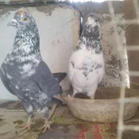 کفتر پرشی