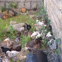 جوجه محلی اصل ۱۲۱ عدد