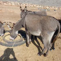 الاغ نر وماده