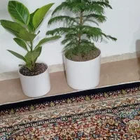 کاج مطبق.فیکوس آلتیسما