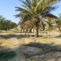 هرس وپاسار