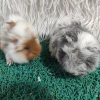 خوکچه هندی موکوتاه|موش و خرگوش|تهران, مهران (سیدخندان)|دیوار