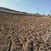 شخم زنی باغ باتیلر