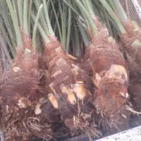 یزد|موبایل|یزد, |دیوار