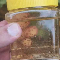 دافنی ماگنا|ماهی|اصفهان, ناژوان|دیوار