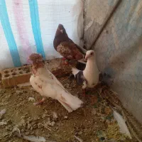 سینه