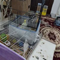 عروس هلندی مفت