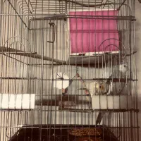 عروس هلندی مولد جفت|پرنده|بهارستان, |دیوار